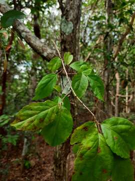 Image of Xylosma ciliatifolium (Clos) Eichler