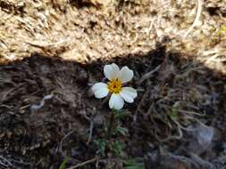 Image of Thymophylla aurantiaca (Brandeg.) Rydb.