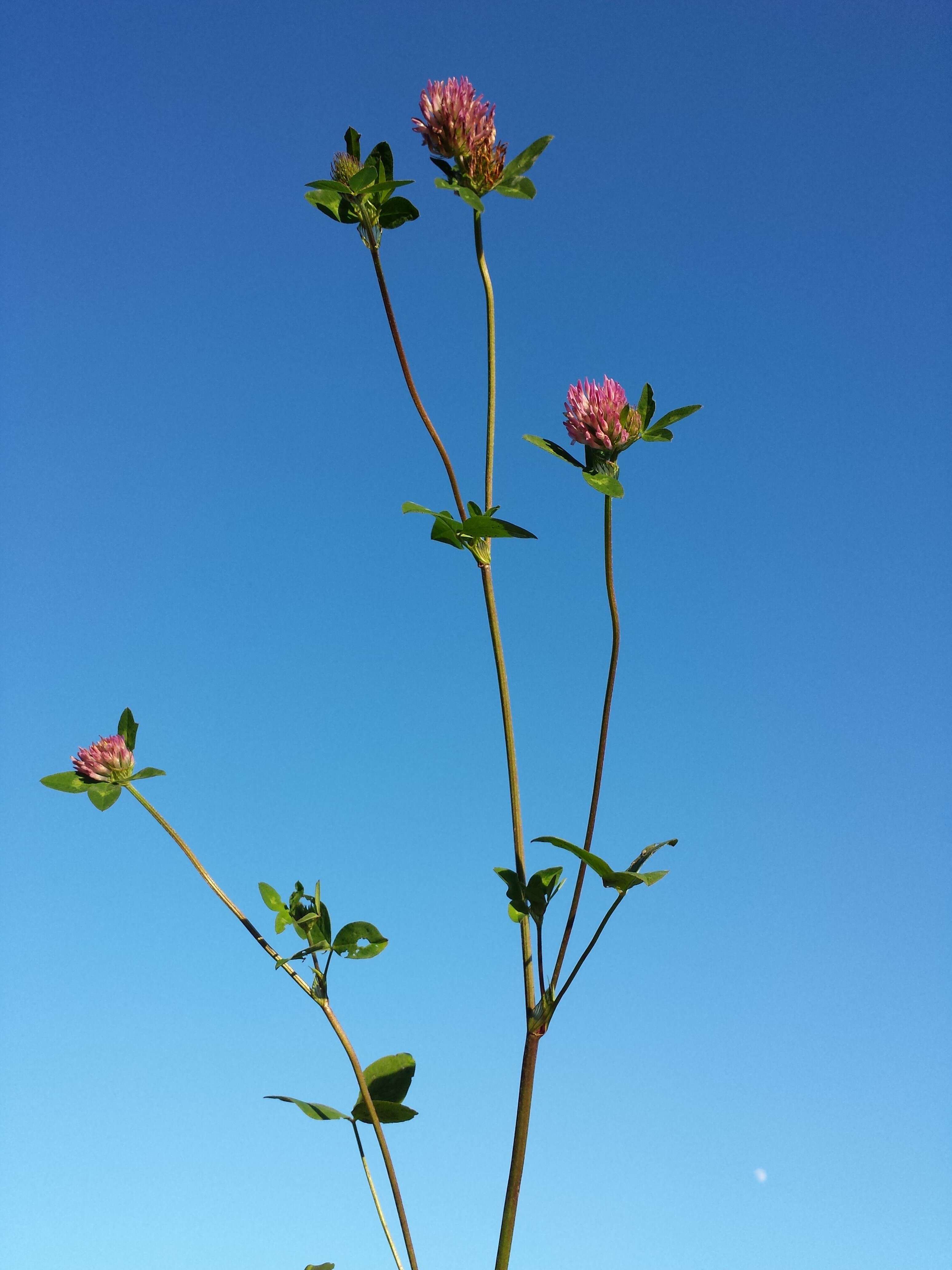 Image of Red Clover