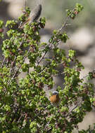 Image of Eversmann's Redstart