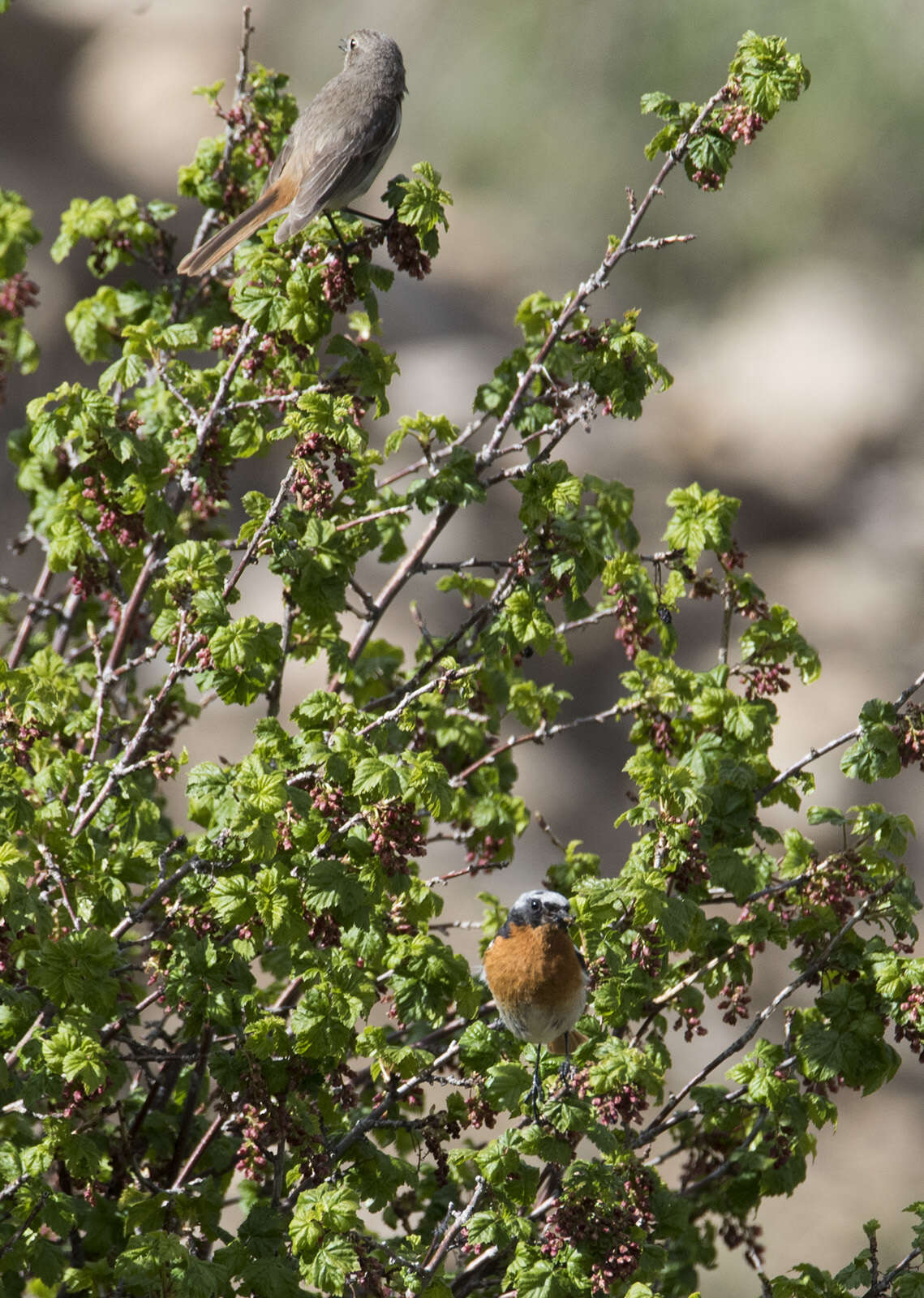 Image of Eversmann's Redstart