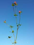 Image of Red Clover