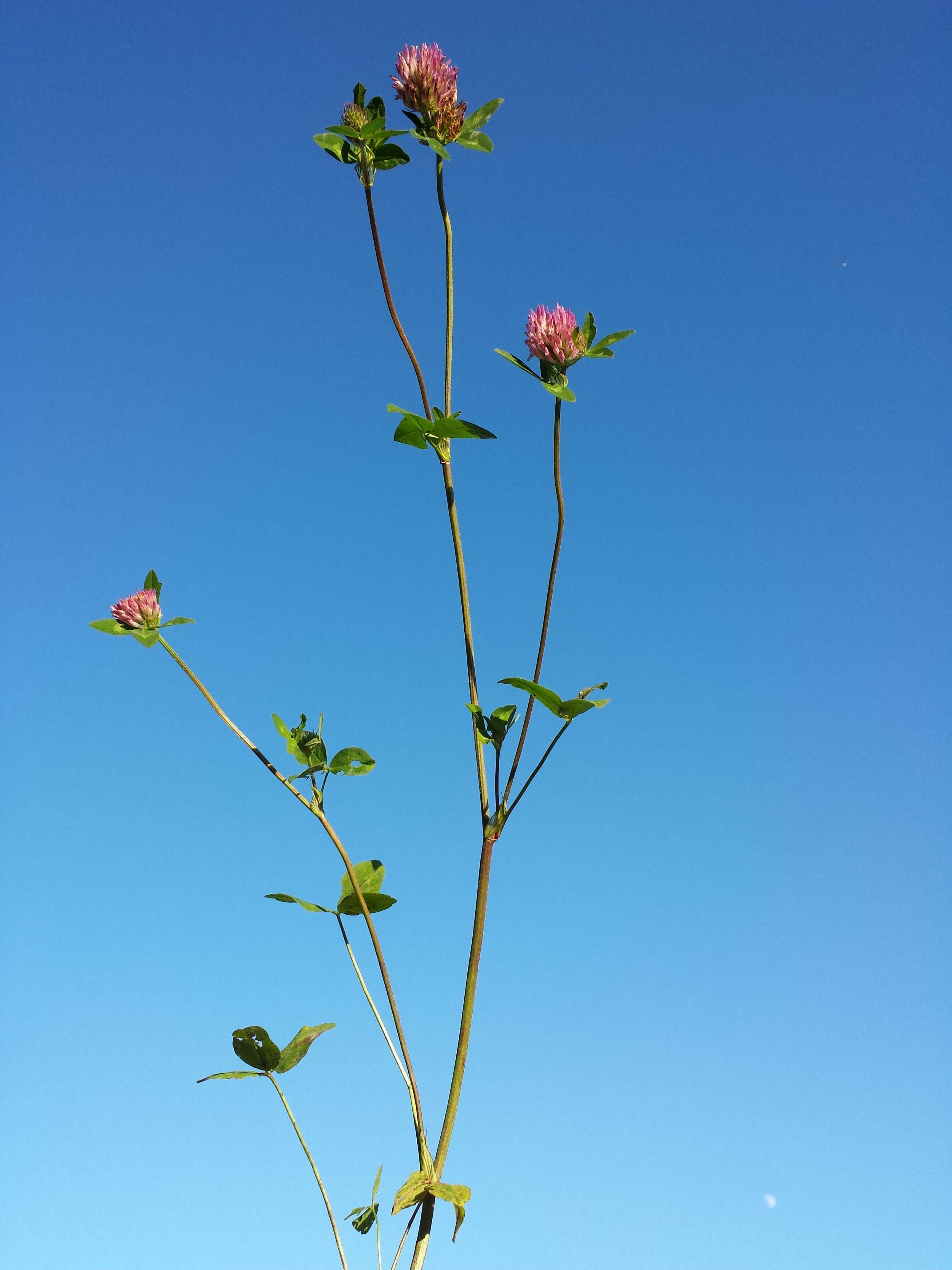 Image of Red Clover