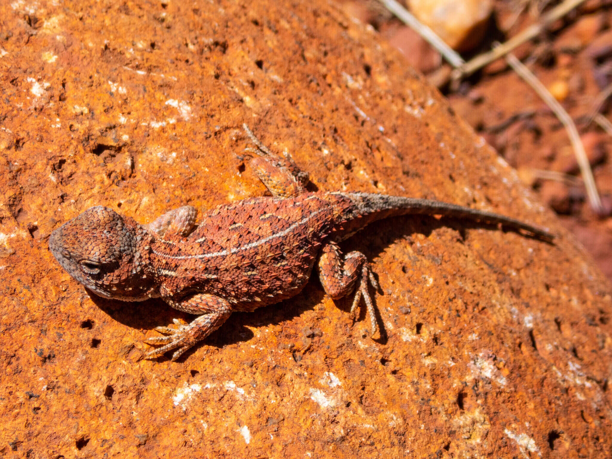 صورة Tympanocryptis centralis Sternfeld 1925