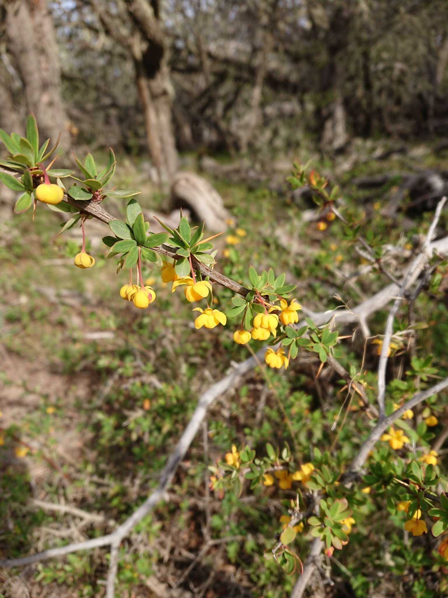 Слика од Berberis microphylla Forst.