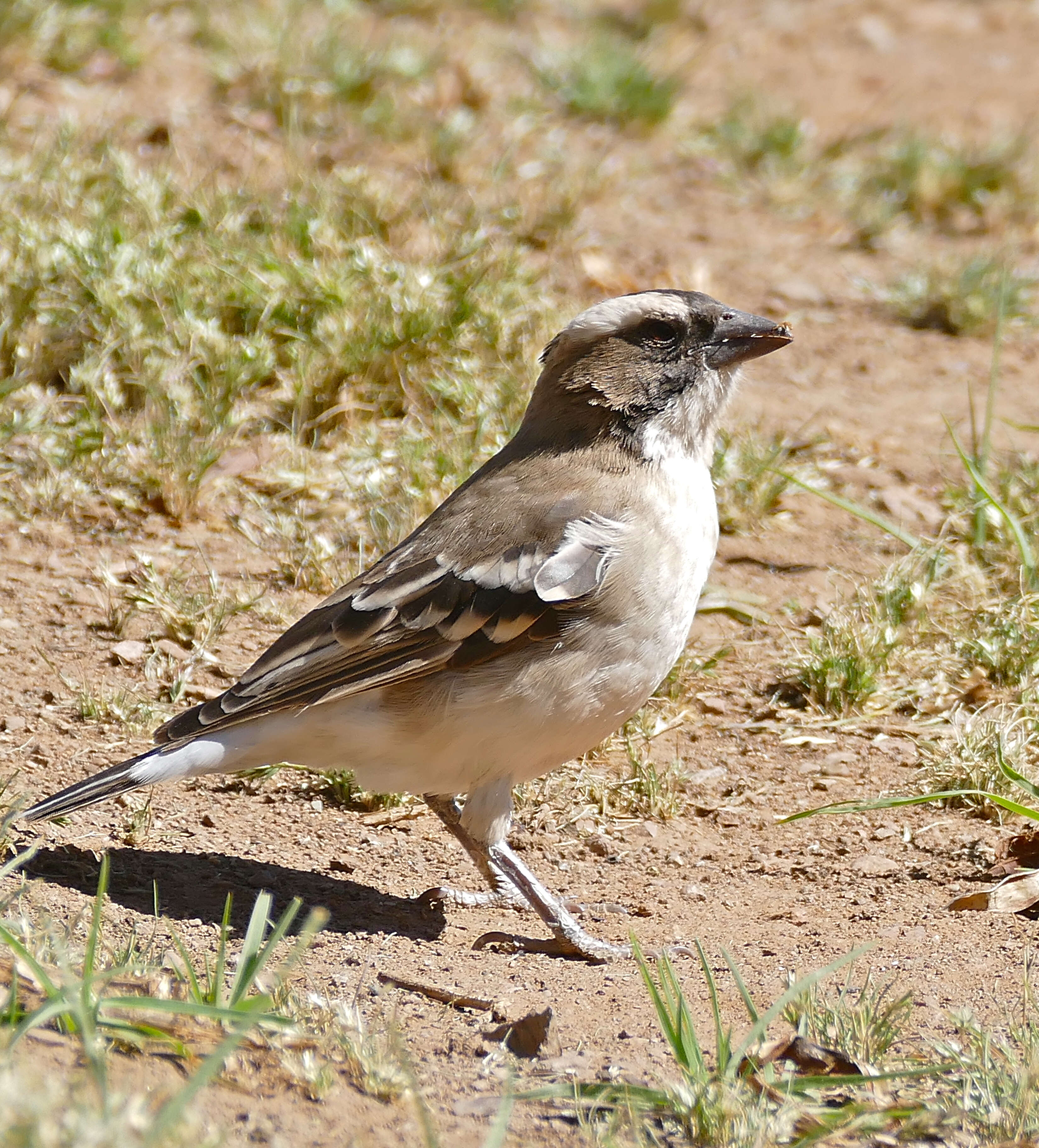 Image of sparrow-weaver