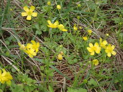 صورة Ranunculus japonicus Thunb.