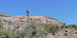 Image of Highveld Cabbage Tree