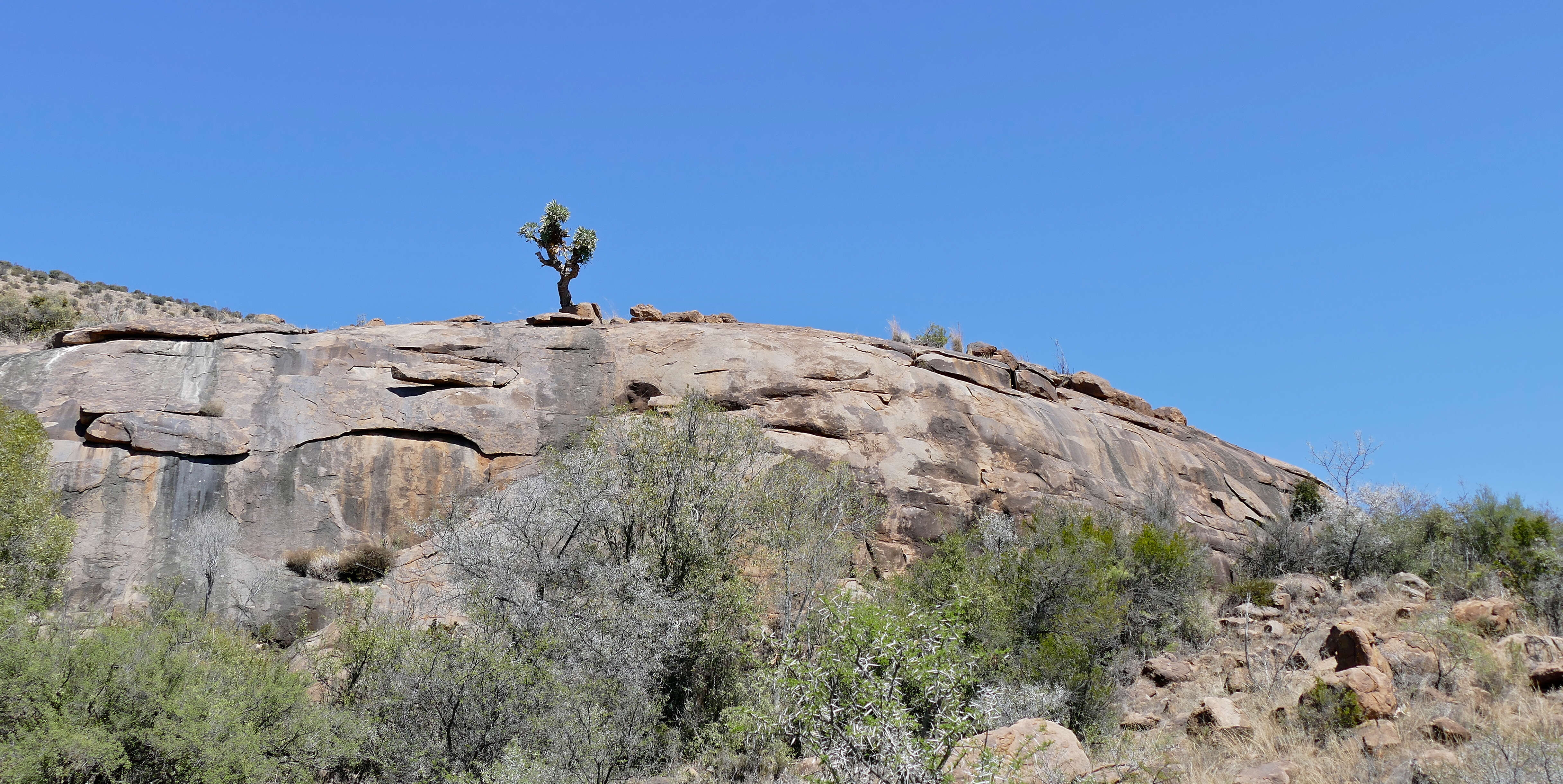 Image of Highveld Cabbage Tree