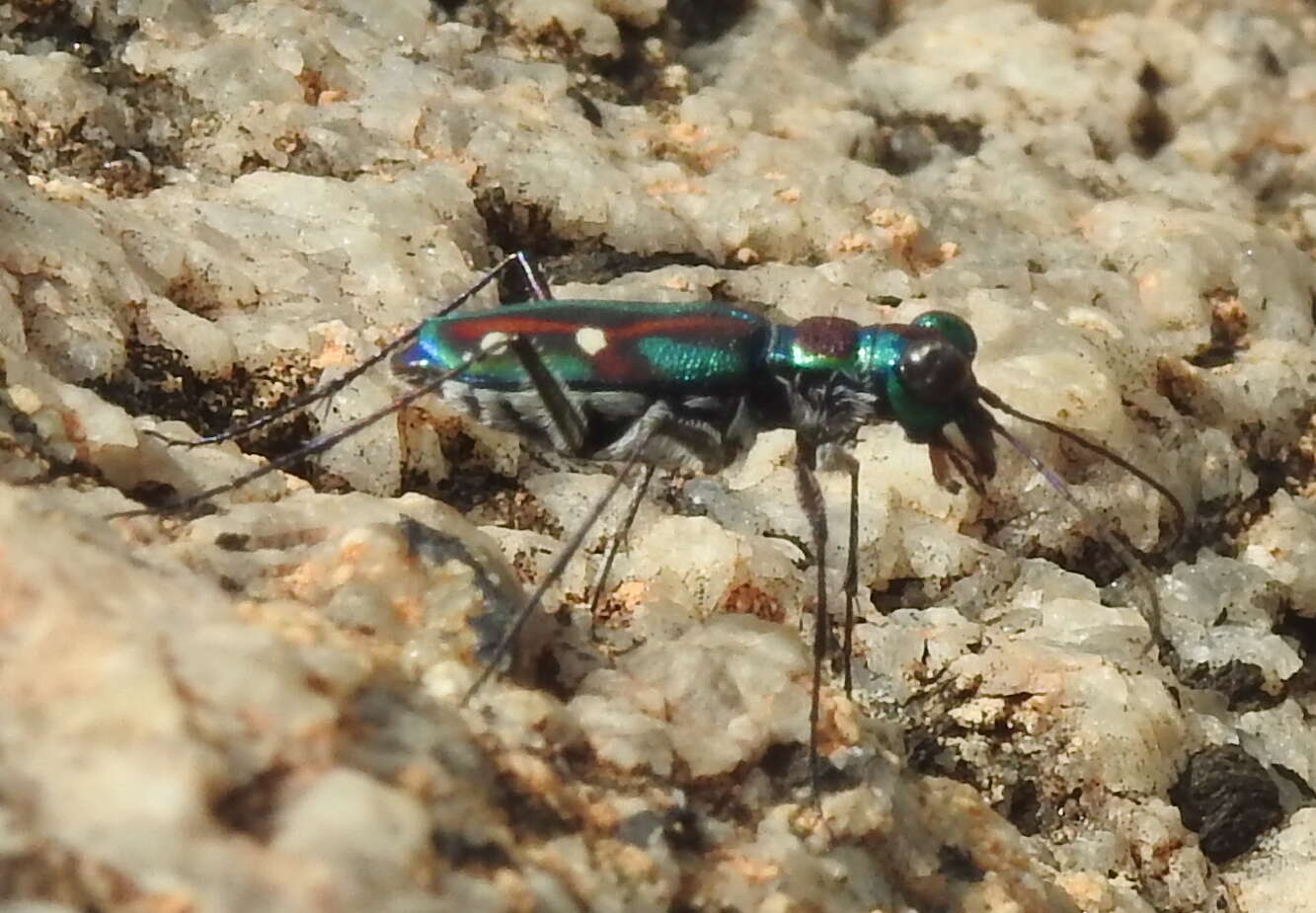 Image of Jansenia rugosiceps (Chaudoir 1865)