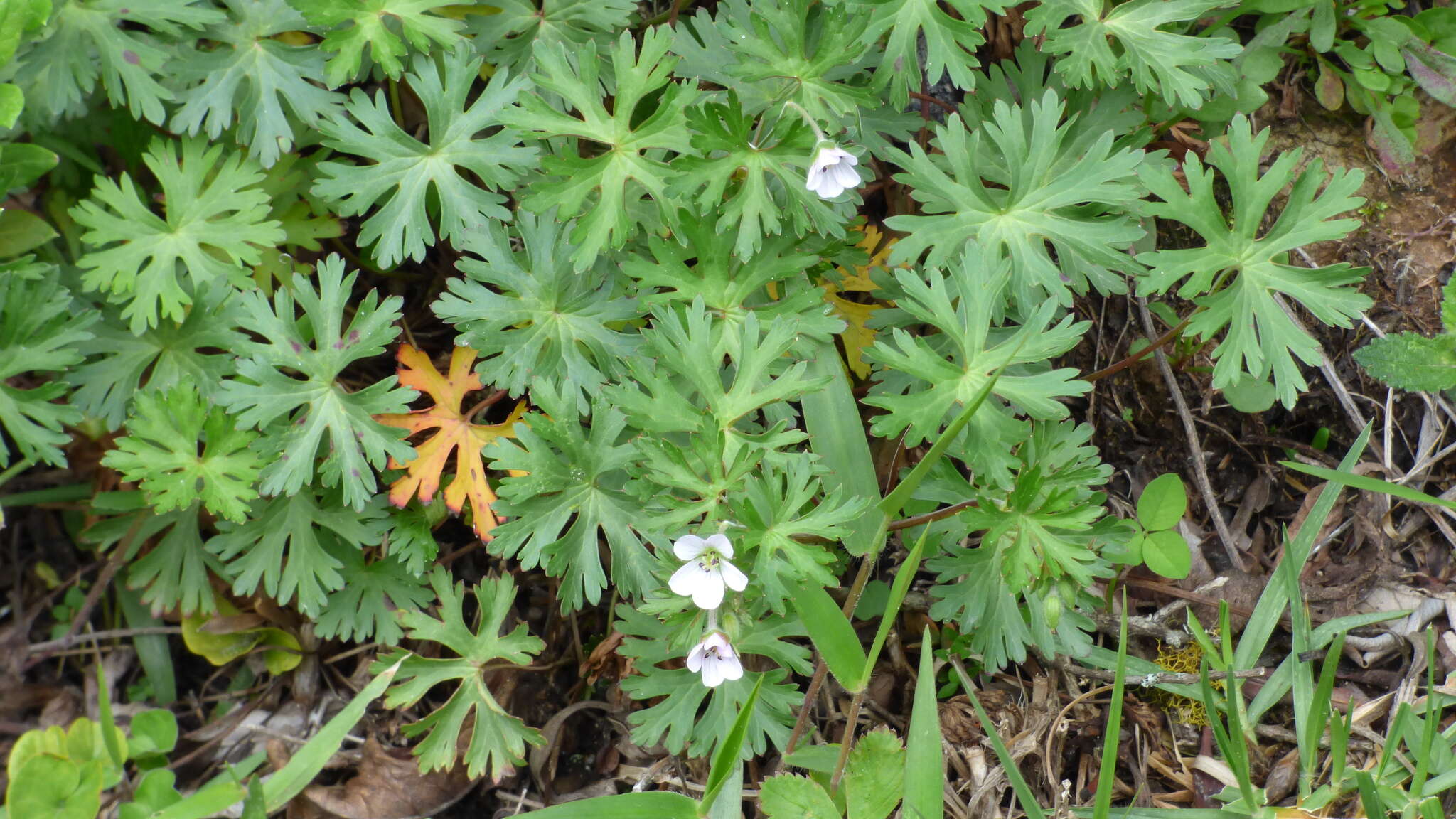 Image of Geranium brasiliense Progel ex Mart.