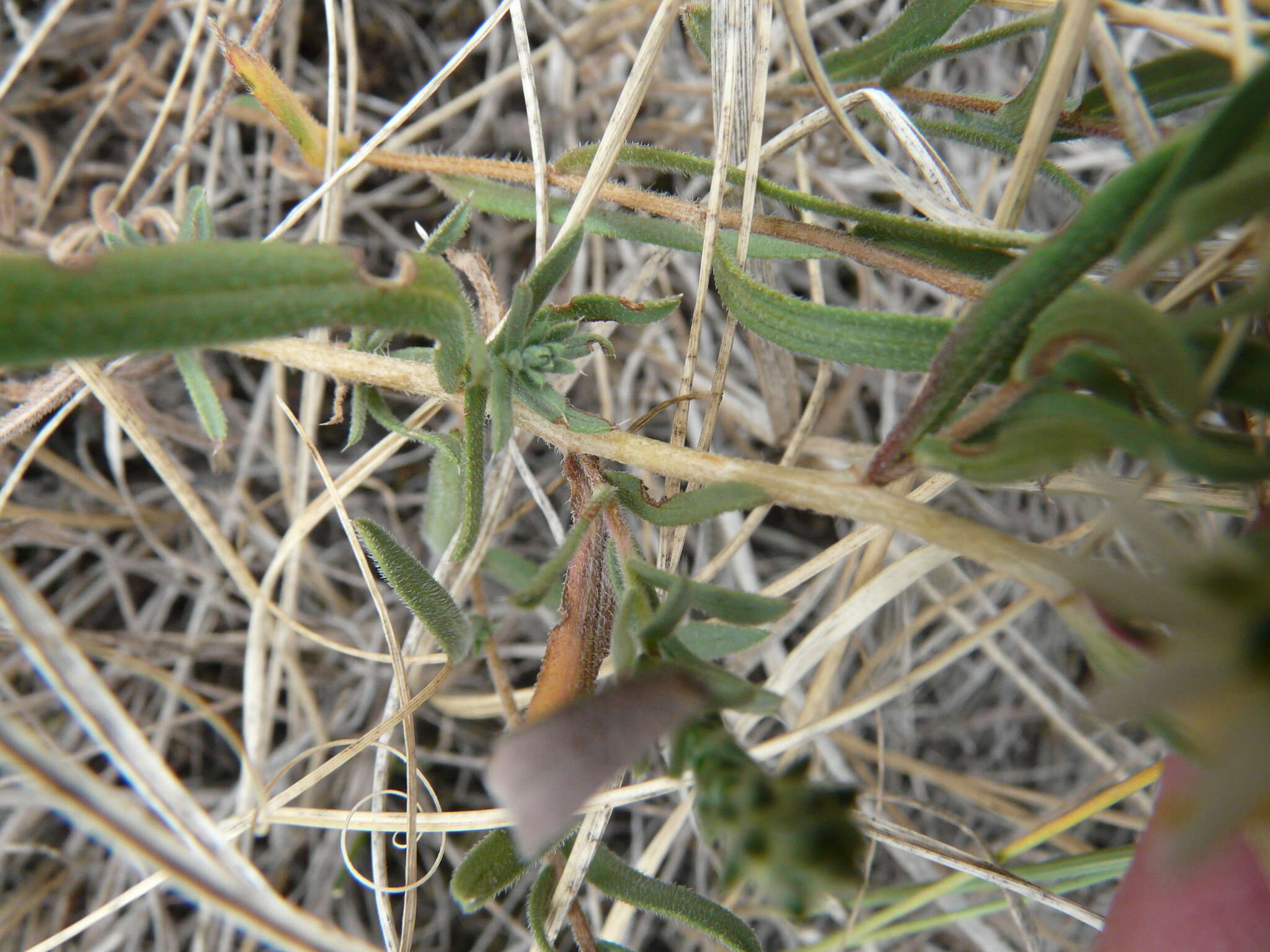 Image of white prairie aster