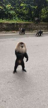 Image of Lion-tailed Macaque