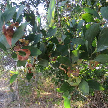 Image of Acacia oraria F. Muell.