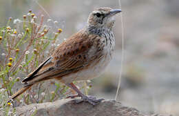 Image of Karoo Long-billed Lark