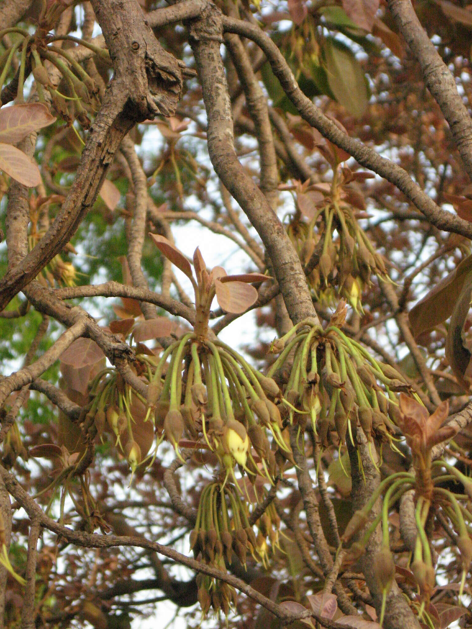 Image of moa tree