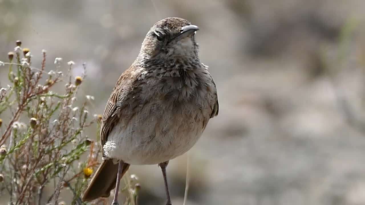 Image of Karoo Long-billed Lark