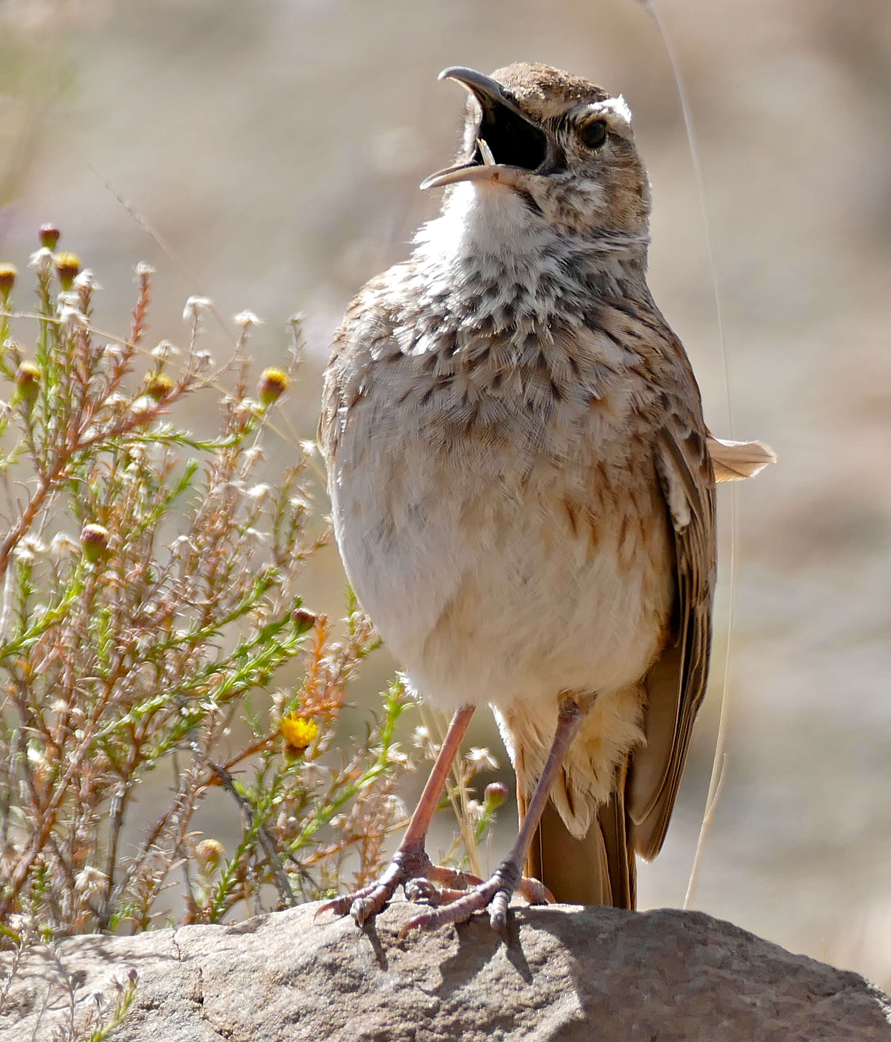 Image of Karoo Long-billed Lark