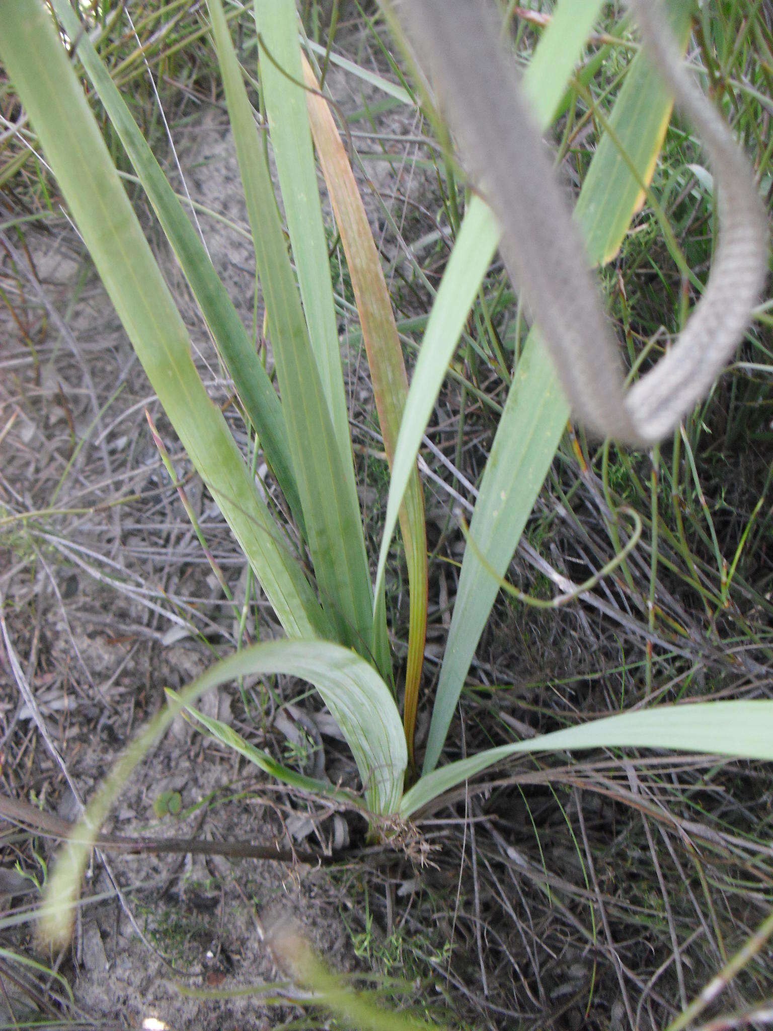 Tritoniopsis antholyza (Poir.) Goldblatt的圖片