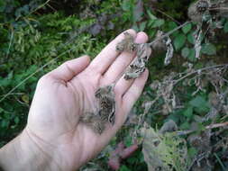 Sivun Arctium maassii (M. Schultze) Rouy kuva