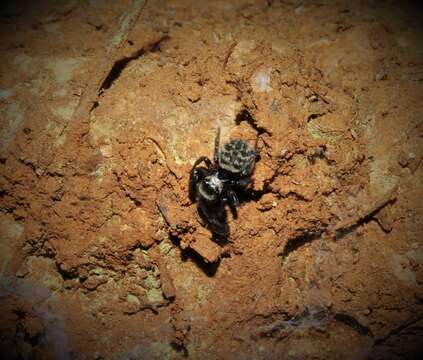 Image of Euophrys sulphurea (L. Koch 1867)