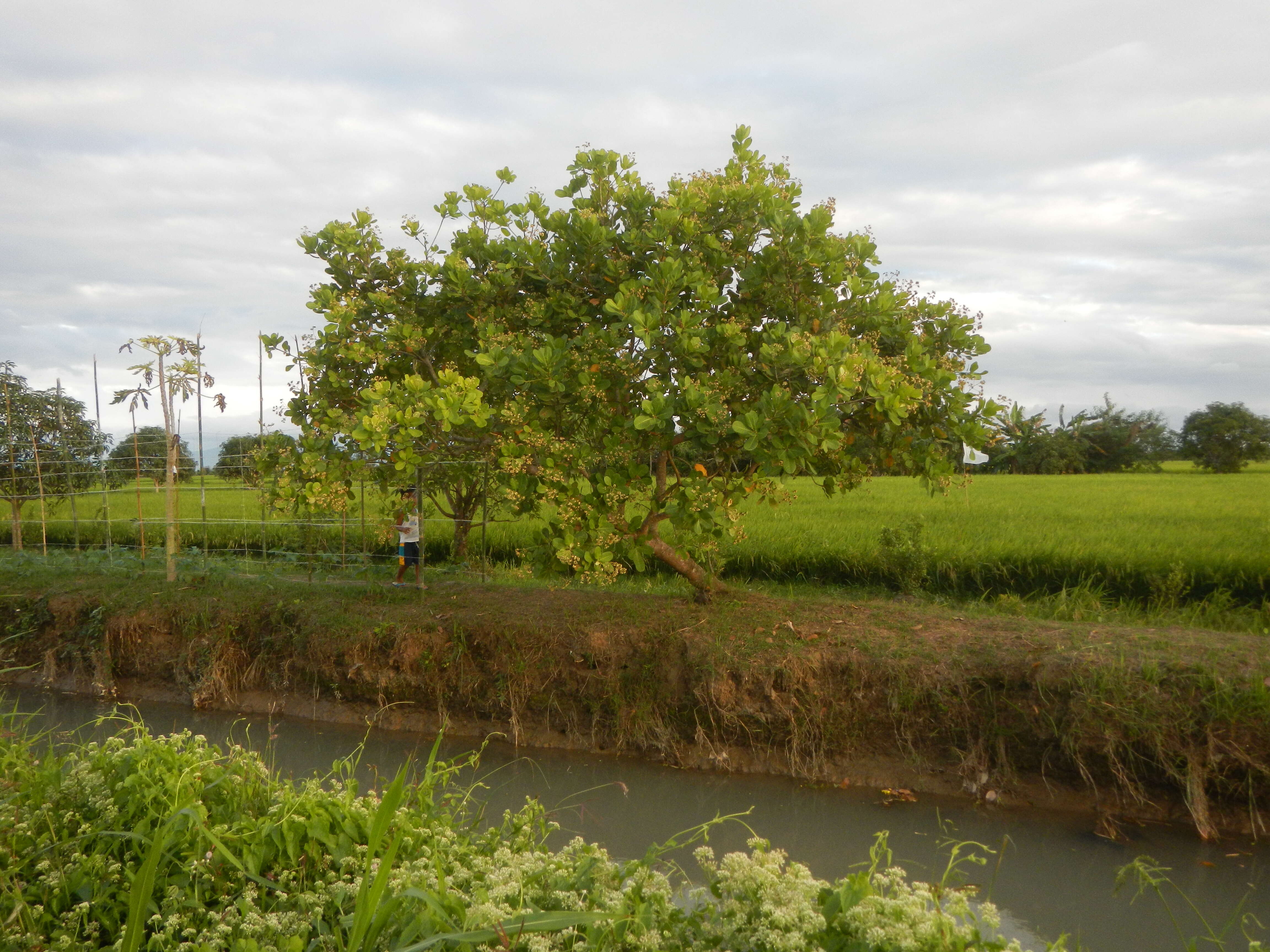 Image of cashew