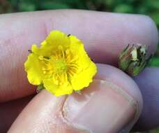 Potentilla ranunculoides Humb. & Bonpl. ex Nestl. resmi