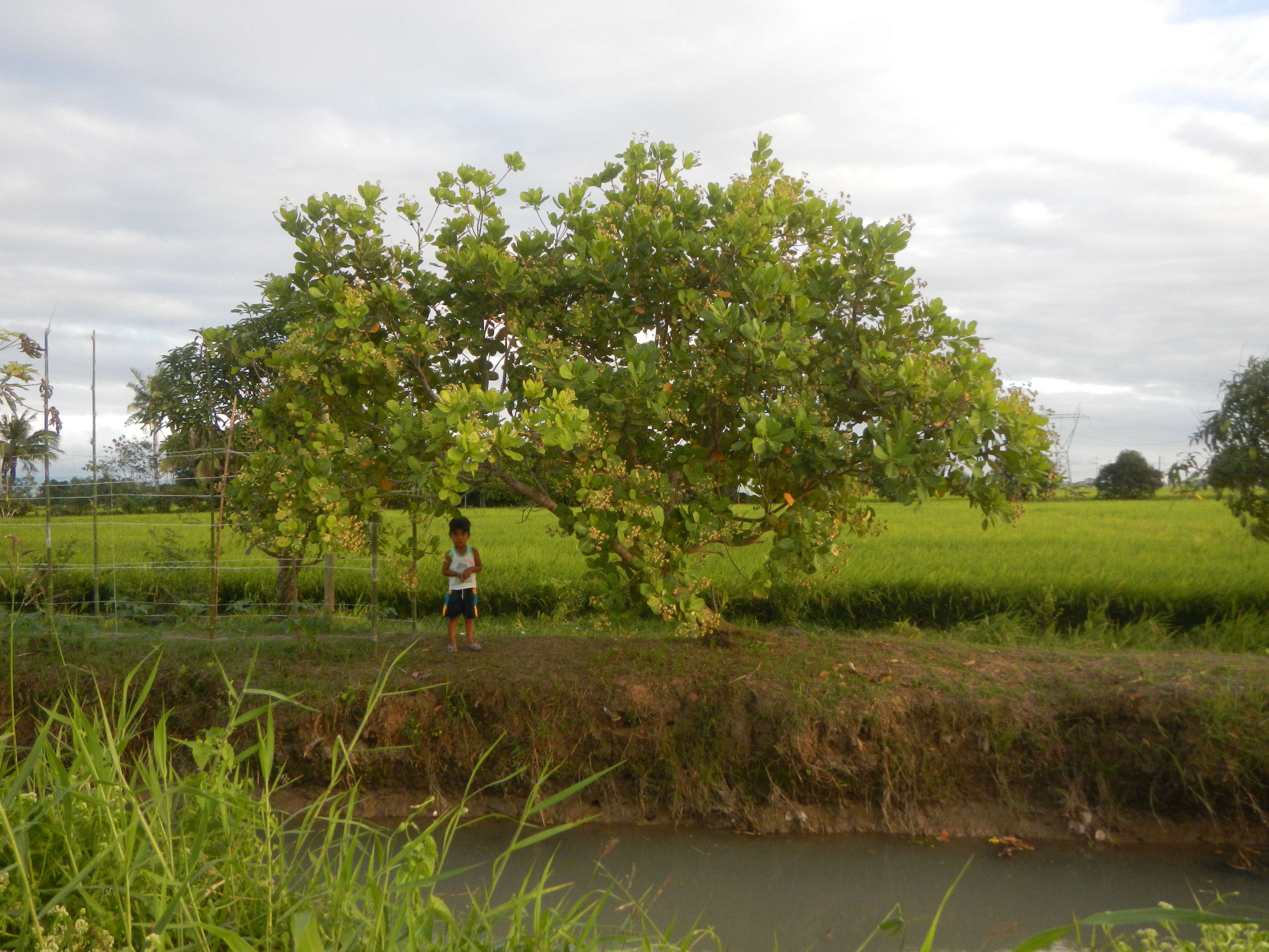 Image of cashew