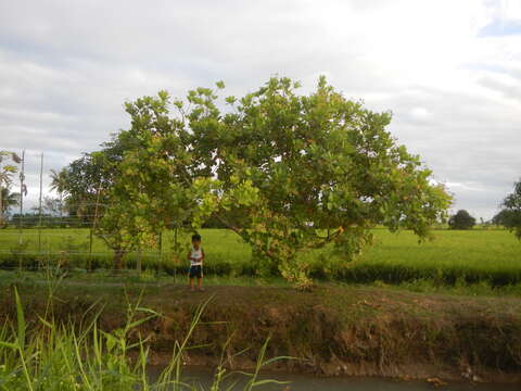 Image of cashew