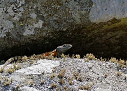 Image de Lézard des rochers du Drakensberg