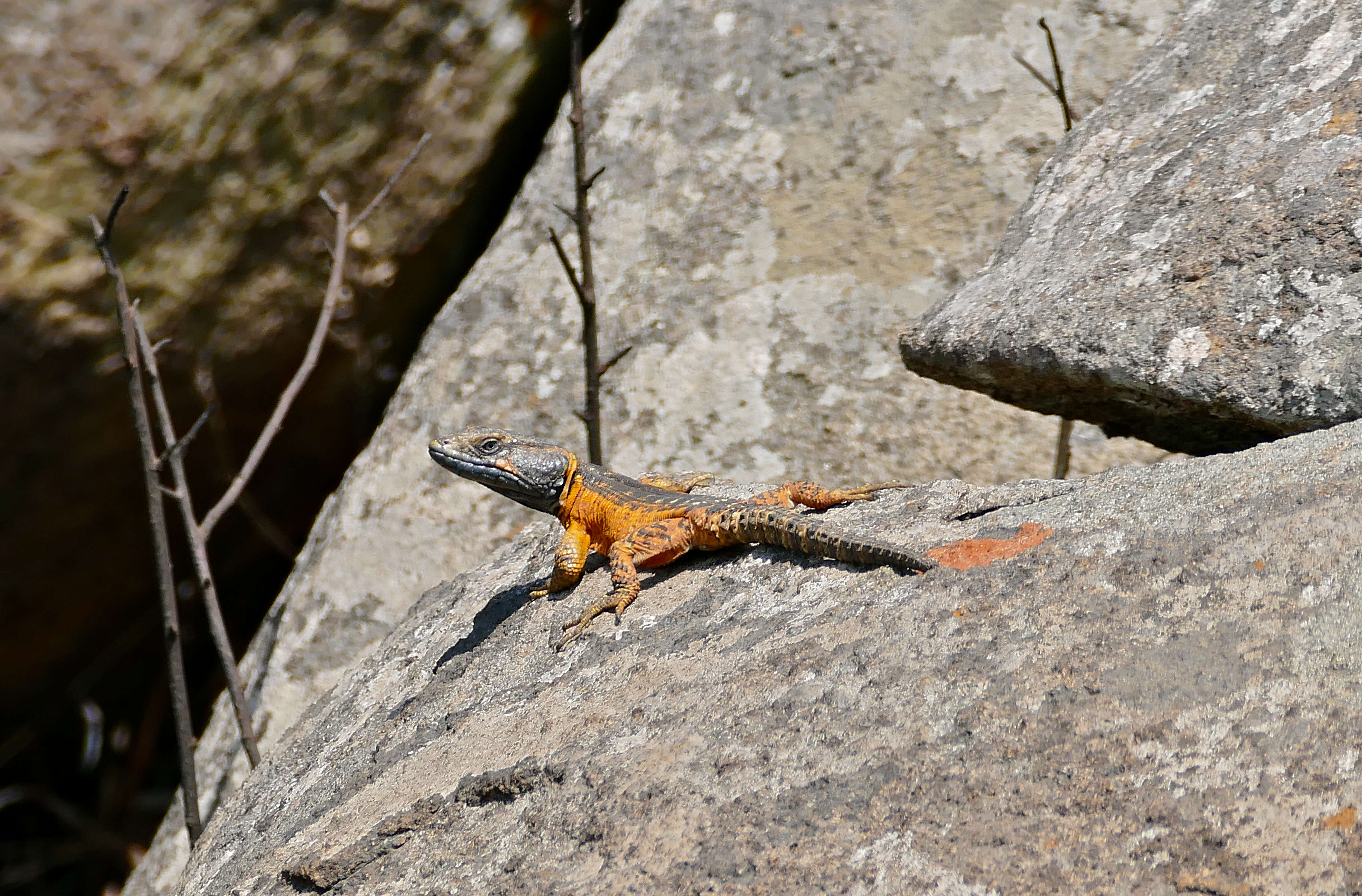 Image de Lézard des rochers du Drakensberg