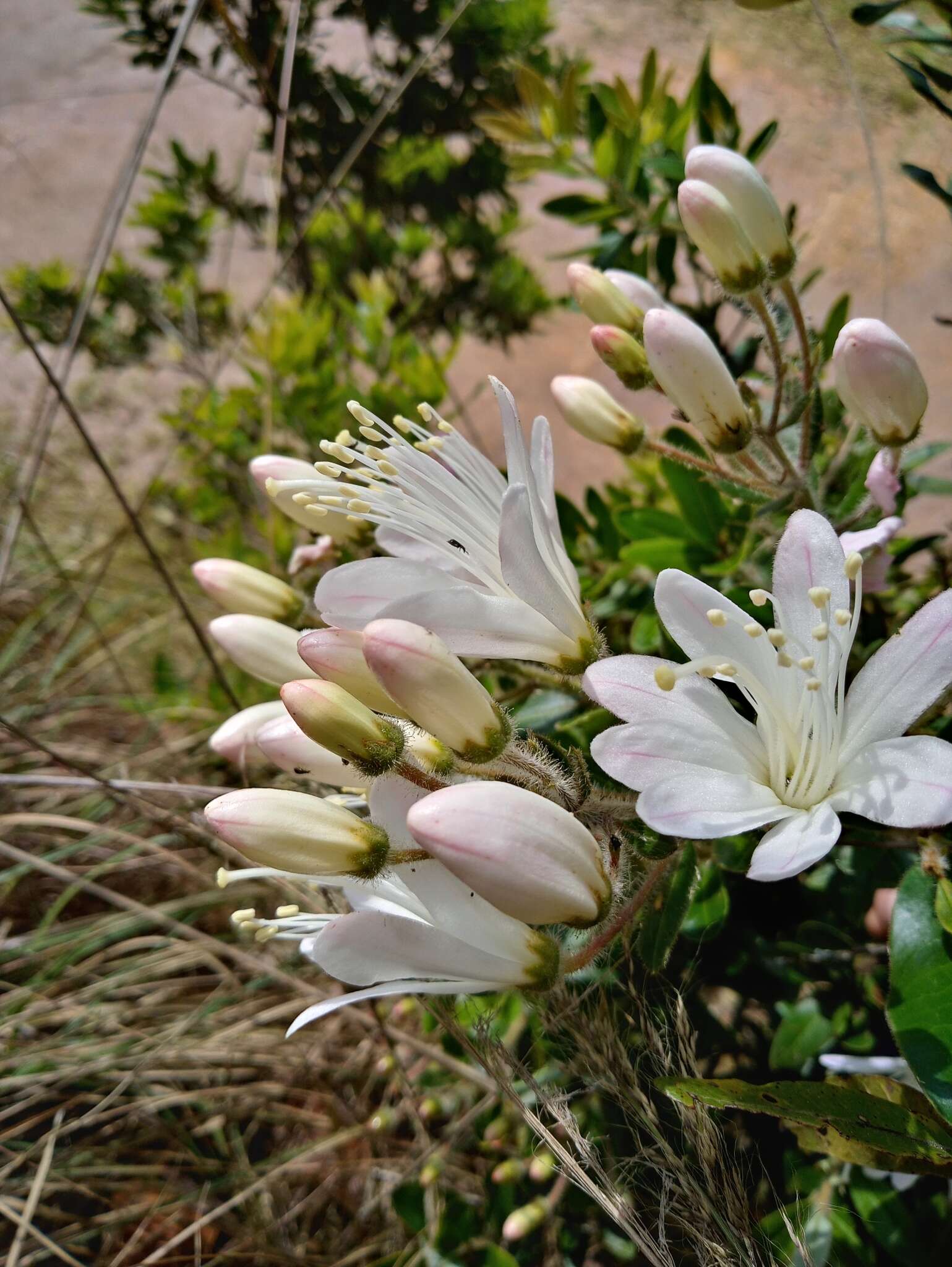 Image of Bejaria aestuans L.