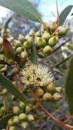 Image of Coastal White Mallee