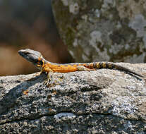 Image de Lézard des rochers du Drakensberg