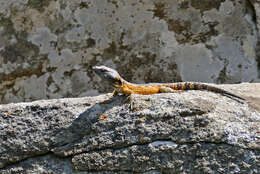 Image de Lézard des rochers du Drakensberg