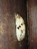 Image of <i>Spinulata acutipennis</i> (Schaus 1905)
