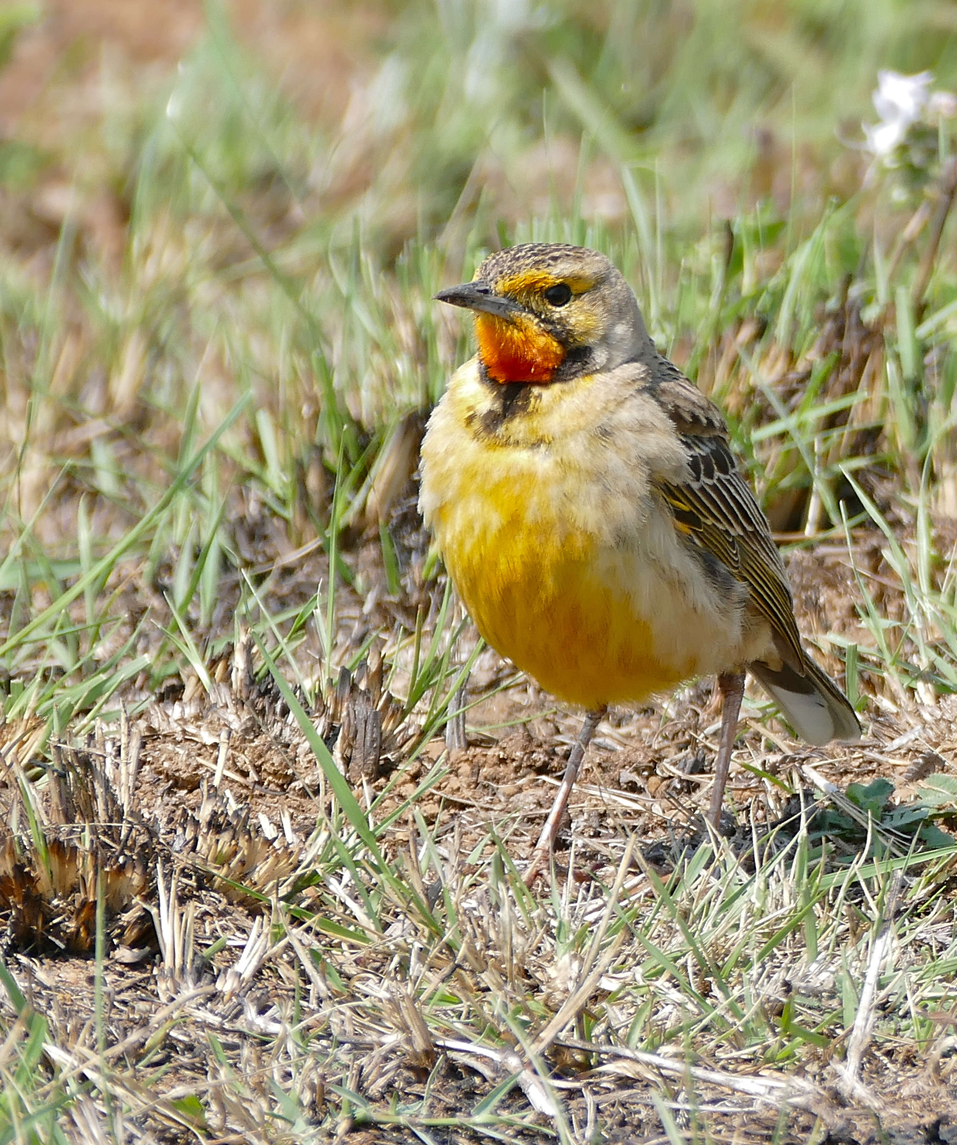 Image of Cape Longclaw