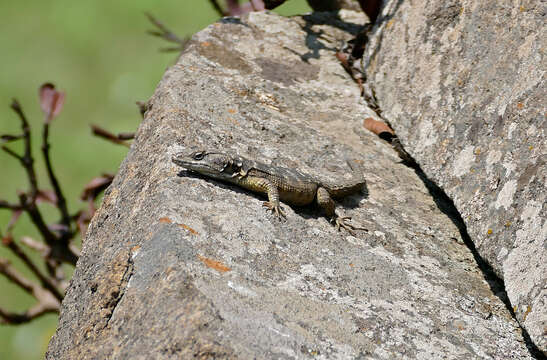 Image de Lézard des rochers du Drakensberg