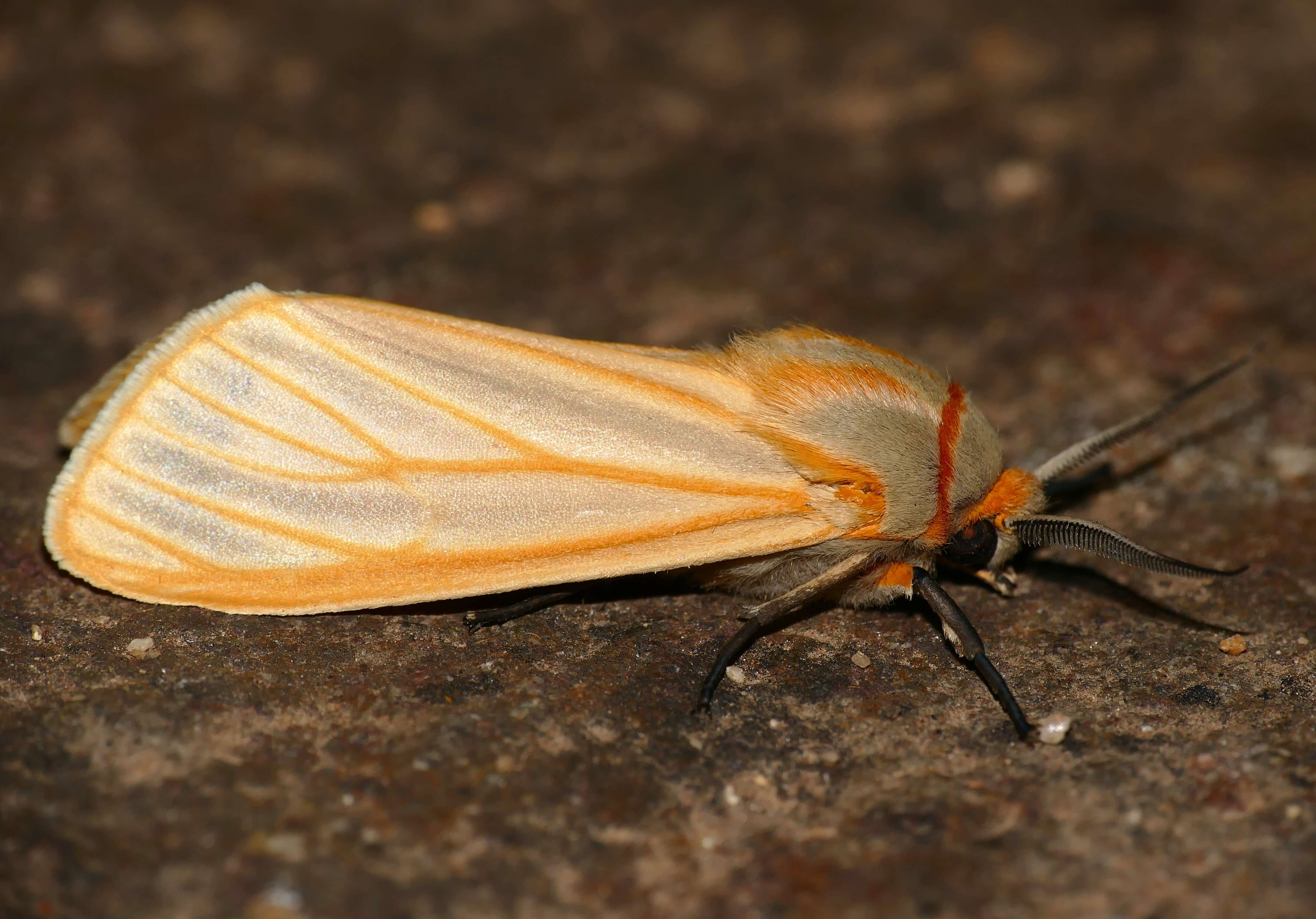 Image of Pseudoradiarctia Haynes 2011