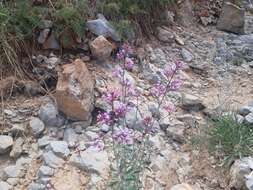 Image of Centranthus longiflorus Stev.