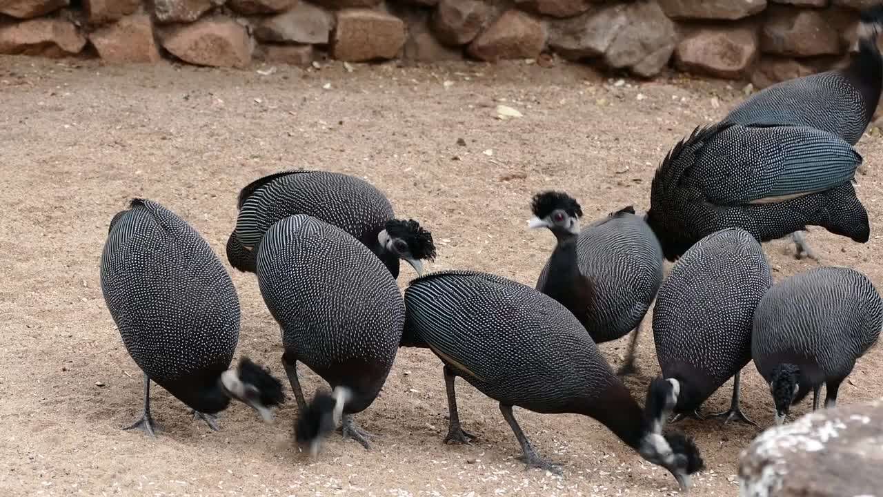 Image of guineafowls