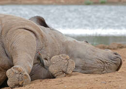 Image of Ceratotherium simum simum