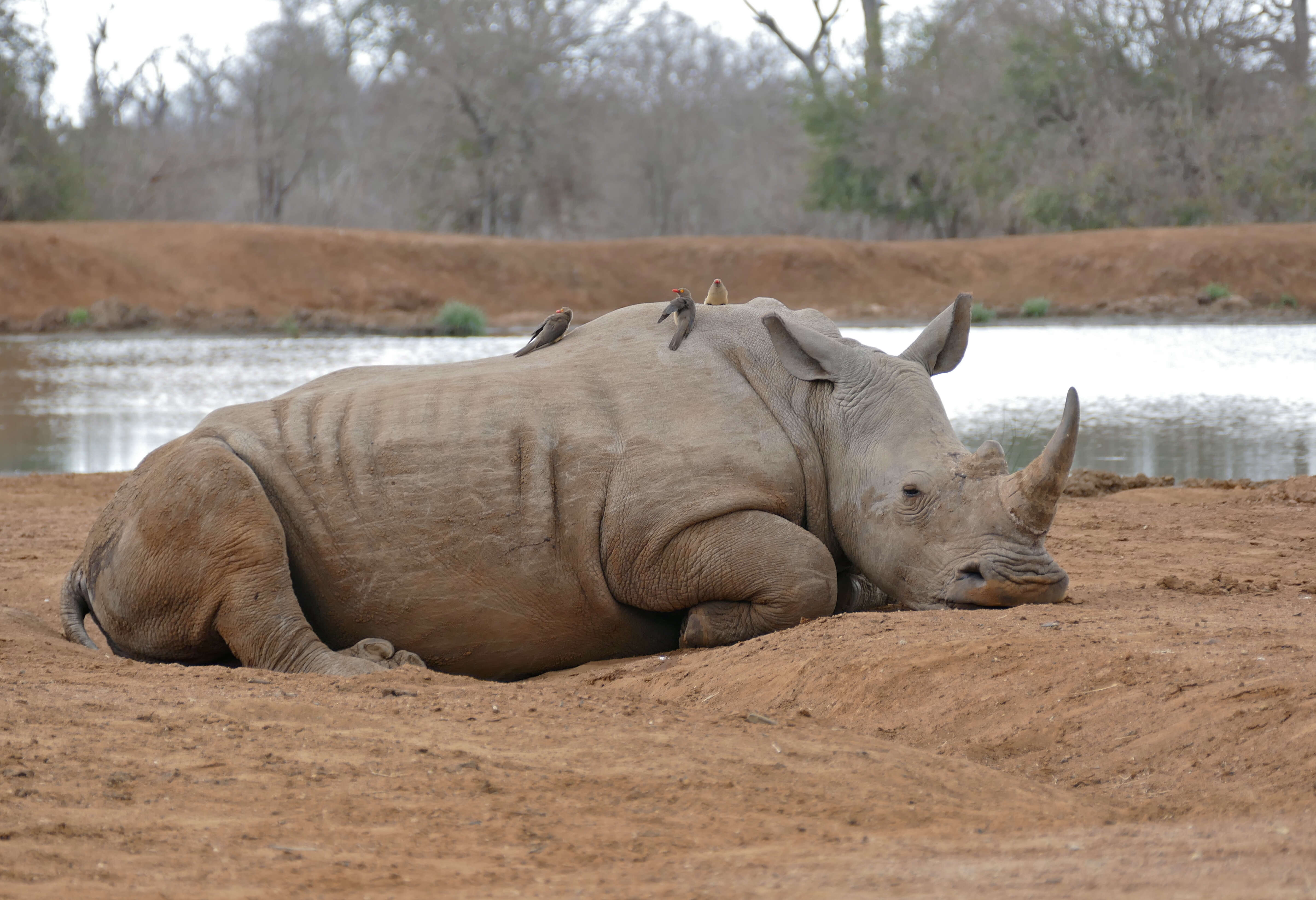 Image of Ceratotherium simum simum