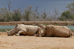 Image of Ceratotherium simum simum