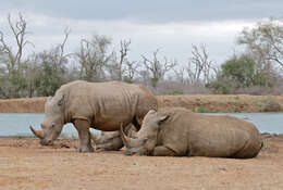 Image of Ceratotherium simum simum