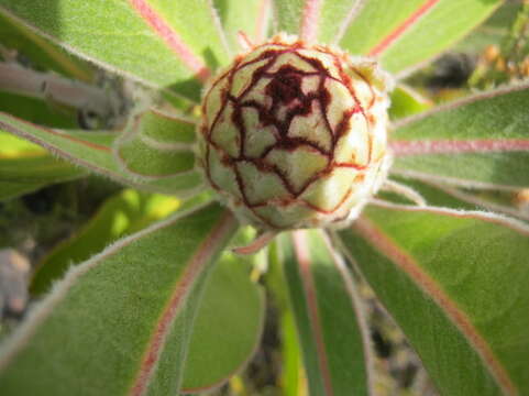 Image of Protea lorifolia (Salisb. ex Knight) Fourc.