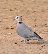 Image of Red-eyed Dove