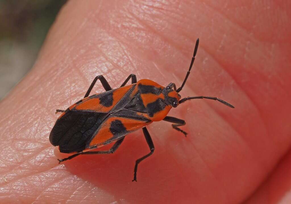 Image de Spilostethus pacificus (Boisduval 1835)