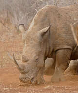 Image of Ceratotherium simum simum