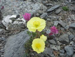 Image of Papaver pulvinatum A. Tolmatch.